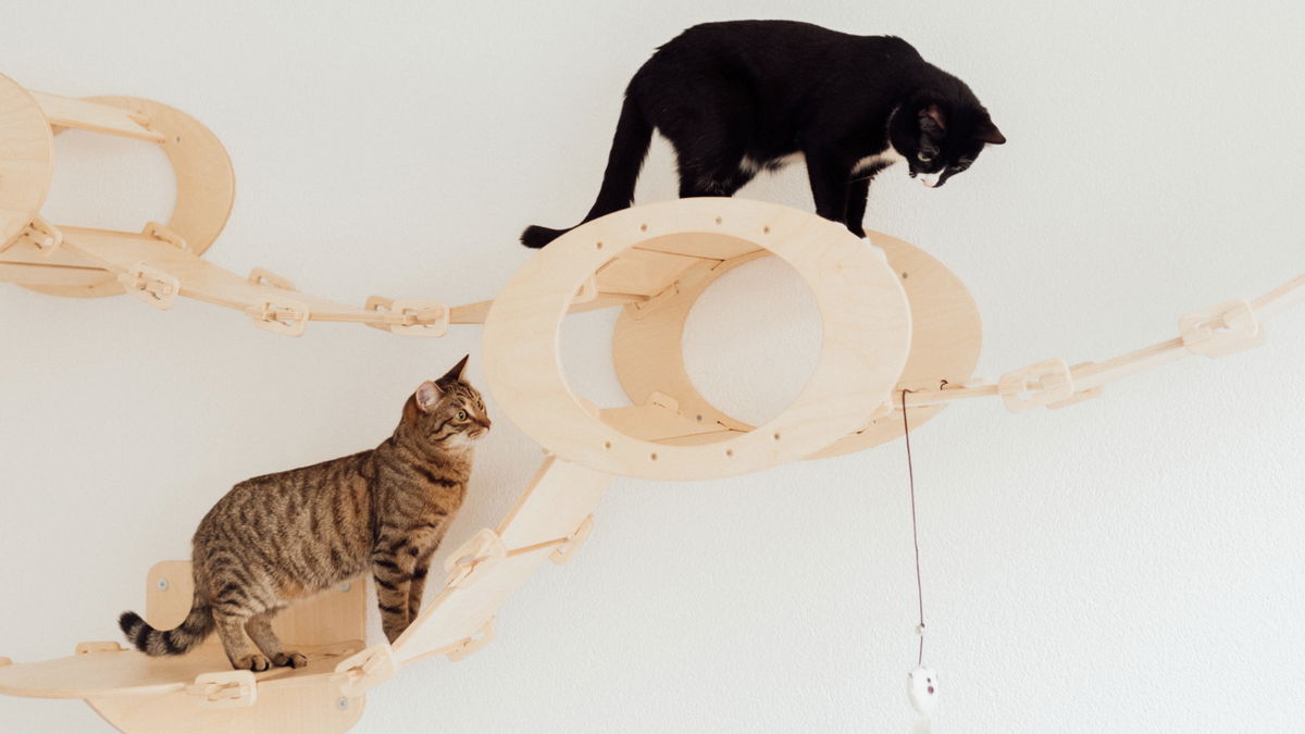 Ikea-Hacks: 5 Ideen, die Katzen lieben werden 