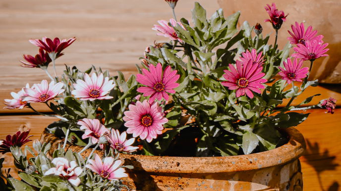 Die schönsten Pflanzenschalen für den Garten