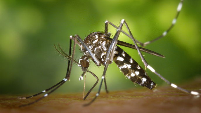 Asiatische Tigermücke: So gefährlich ist ein Stich