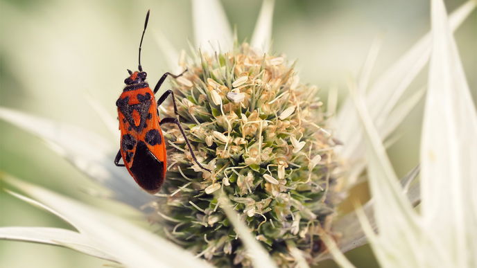 Rote Käfer im Garten: Bekämpfen oder besser nicht?