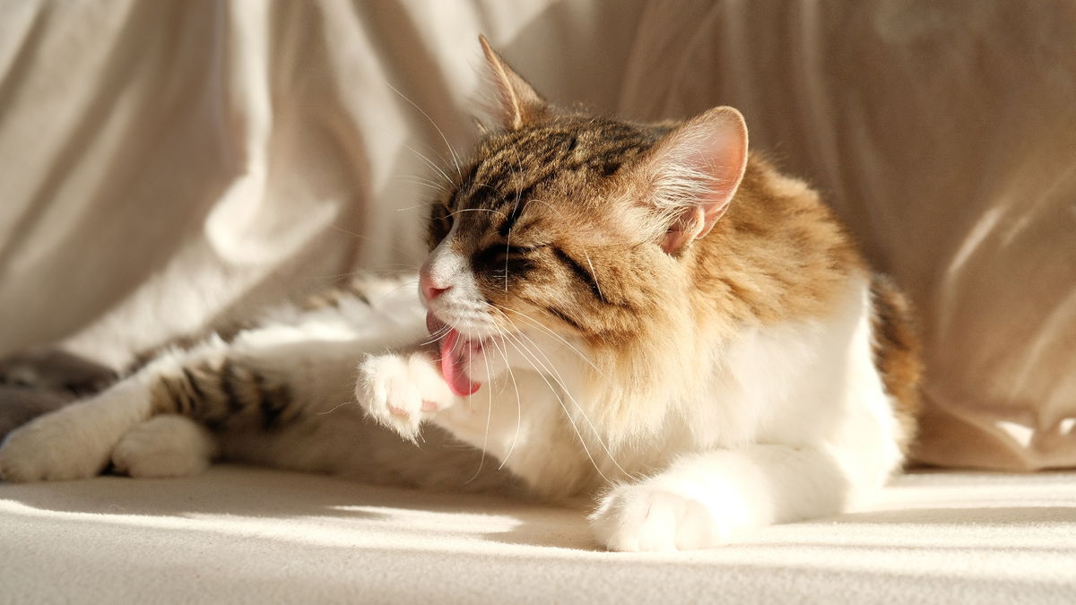 Das ist der beste Snack für Ihre Katze