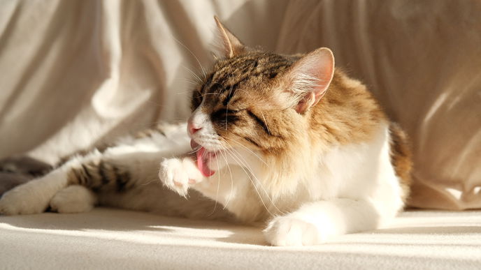 Das ist der beste Snack für Ihre Katze