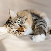 Katzenfutter selber kochen: Die besten Tipps und Tricks