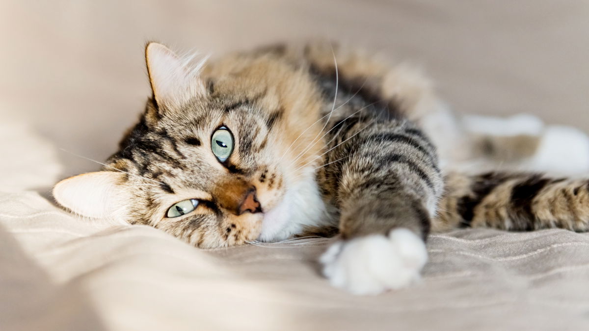 Katzenfutter selber kochen: Die besten Tipps und Tricks