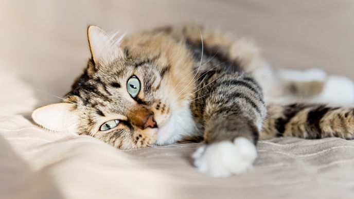 Katzenfutter selber kochen: Die besten Tipps und Tricks