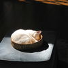 Dieses kuschelige Katzenbett lieben alle Katzen