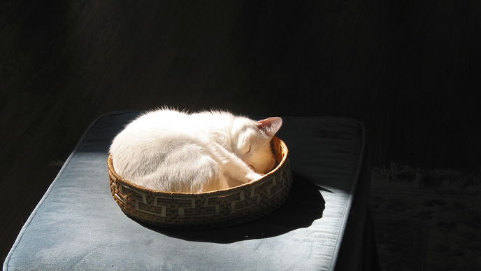 Dieses kuschelige Katzenbett lieben alle Katzen