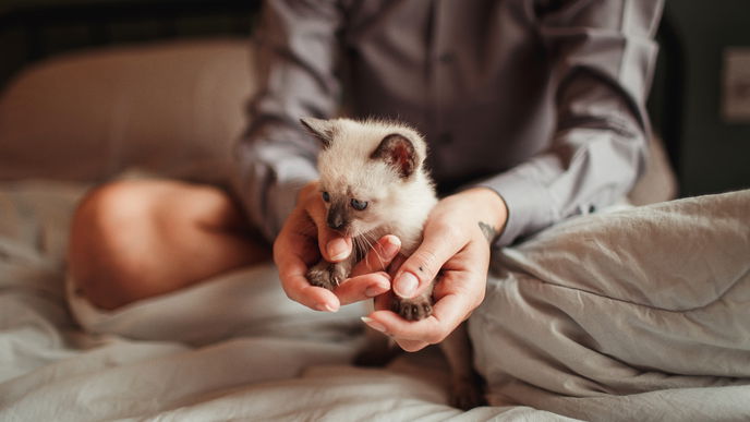 Dieses Nassfutter ist das beste für Kitten
