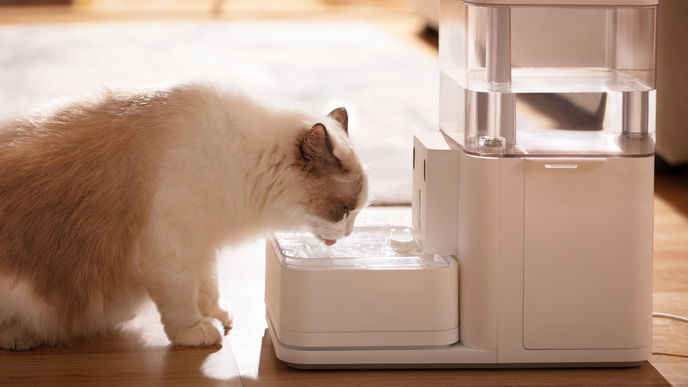 Das ist der beste Trinkbrunnen für Katzen