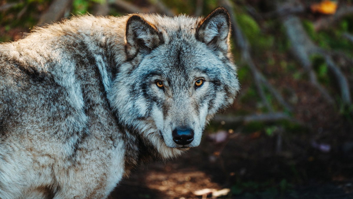 So verhalten Sie sich bei einer Wolfsbegegnung richtig