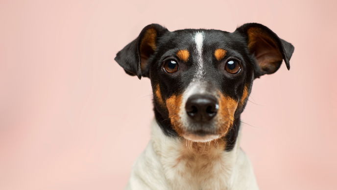 Dürfen Hunde Walnüsse essen?
