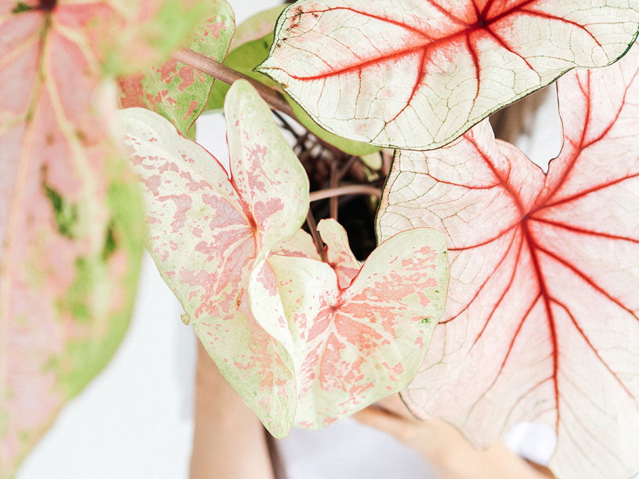 Frau hält eine Caladium.