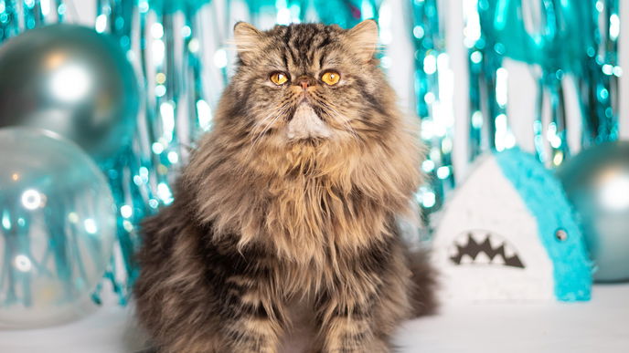 Katzen an Silvester beruhigen: Die besten Tipps