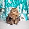 Katzen an Silvester beruhigen: Die besten Tipps