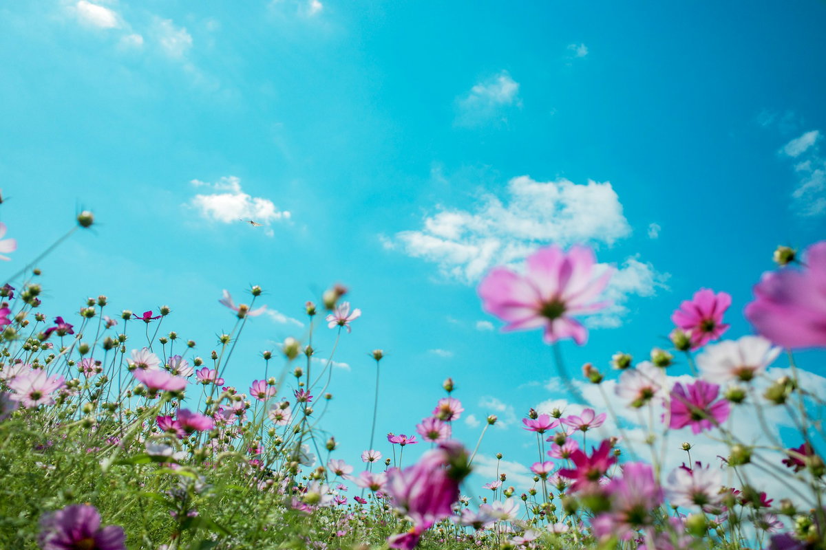 Blumen auf einer Wiese im Frühling