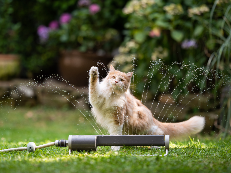 Katze spielt im Garten