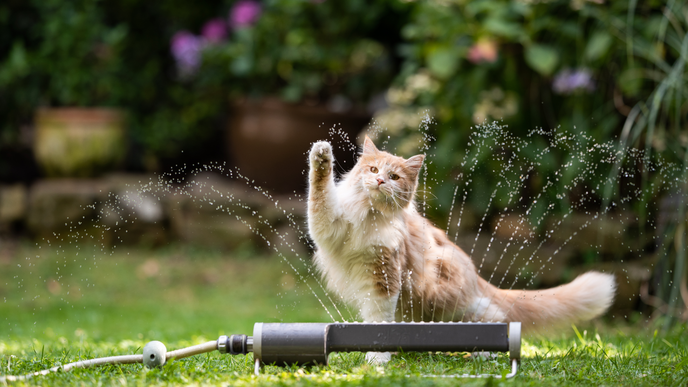 So vertreiben Sie fremde Katzen endgültig aus Ihrem Garten