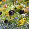 Schwarze Blumen: Raritäten für den Garten 