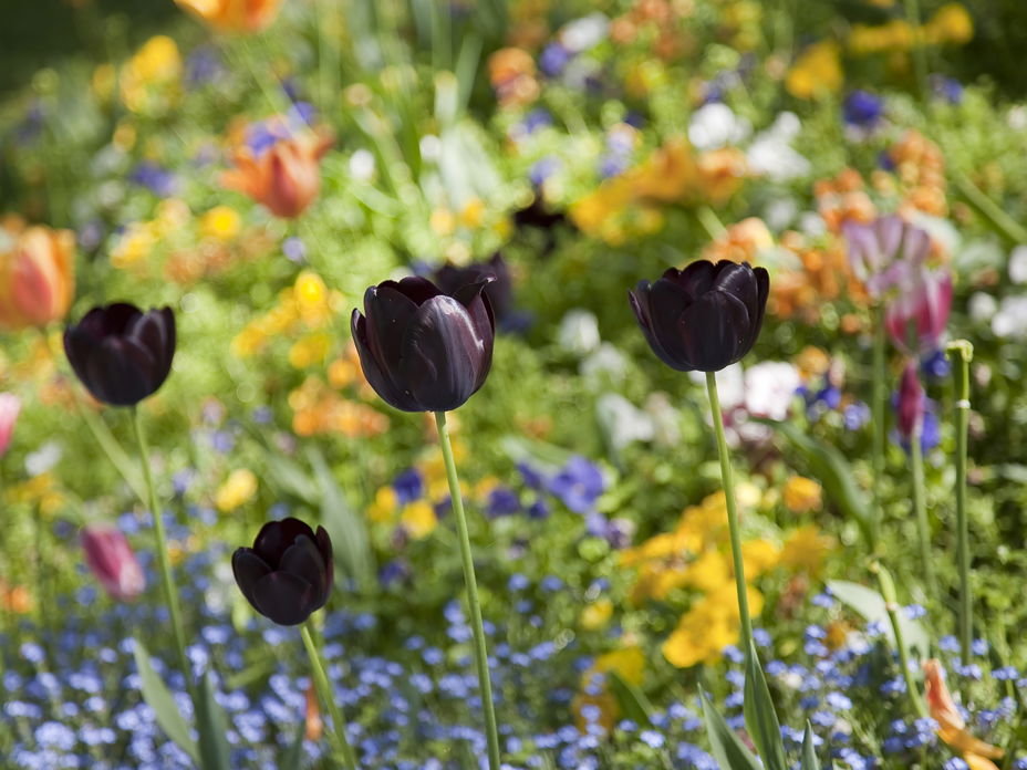Schwarze Tulpen im Blumenbeet