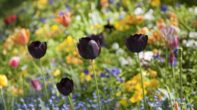 Schwarze Blumen: Raritäten für den Garten 