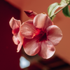 Diese seltenen Pflanzen für den Garten sind absolute Raritäten