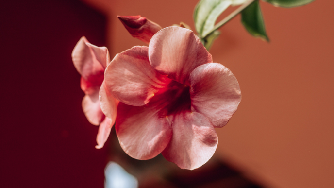 Diese seltenen Pflanzen für den Garten sind absolute Raritäten