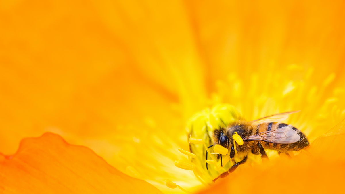 Diese bienenfreundlichen Pflanzen sollten auf keinem Balkon fehlen