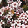 Bienenfreundliche Stauden: Diese 7 Arten locken die Nüztlinge in den Garten