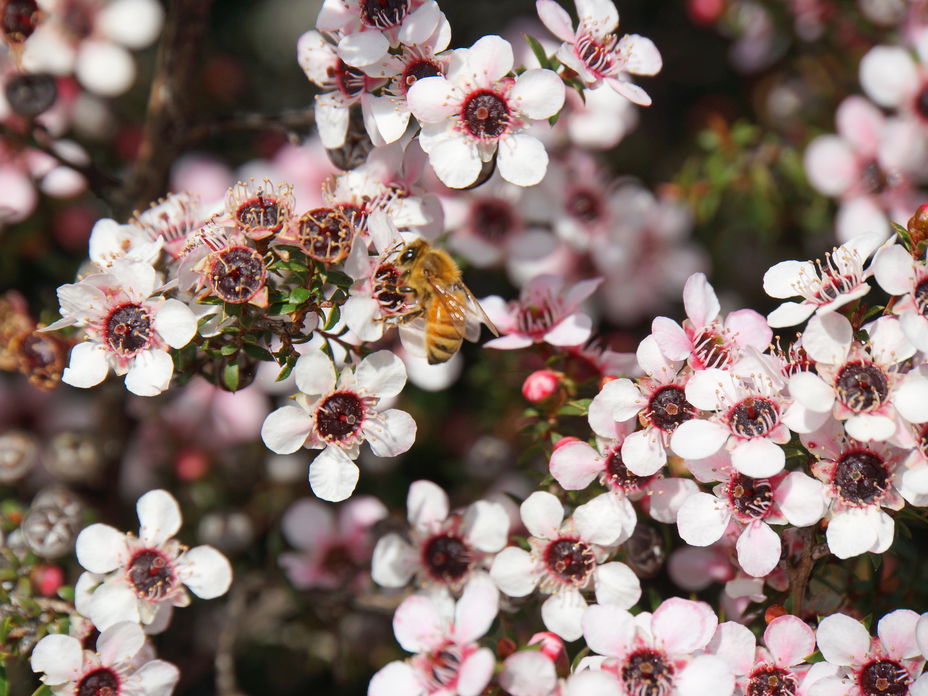 Bienenfreundliche Stauden