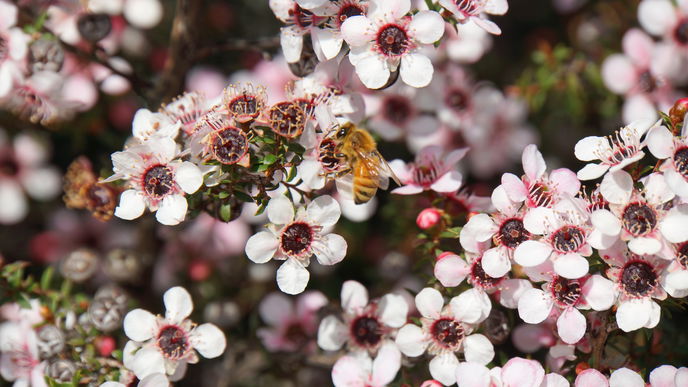 Bienenfreundliche Stauden: Diese 7 Arten locken die Nüztlinge in den Garten
