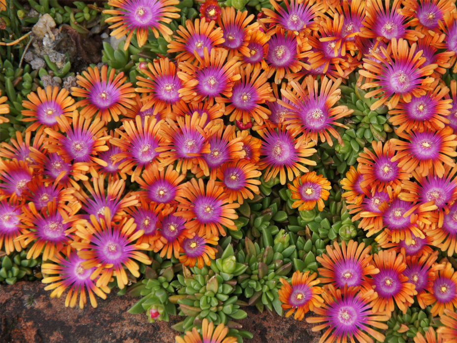 Mittagsblumen als Bodendecker