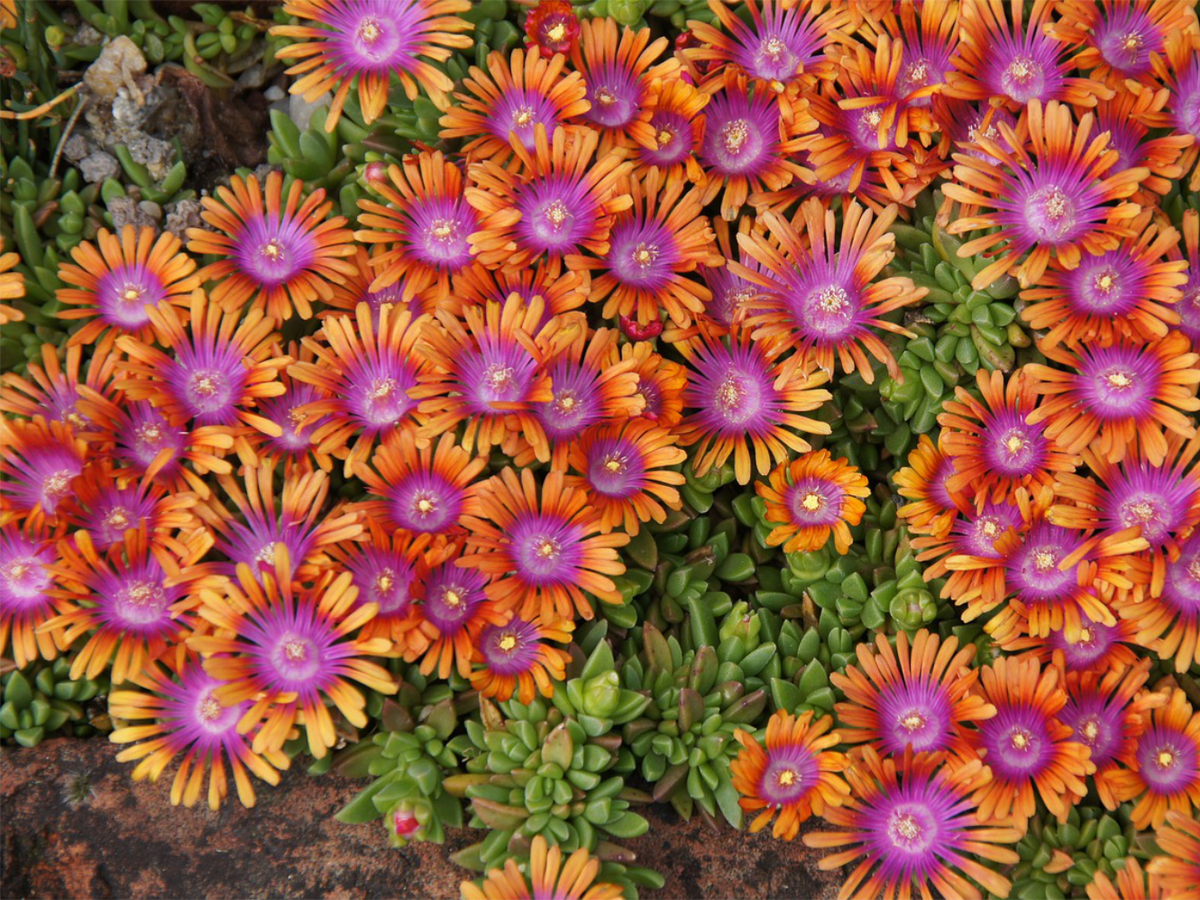 Mittagsblumen als Bodendecker