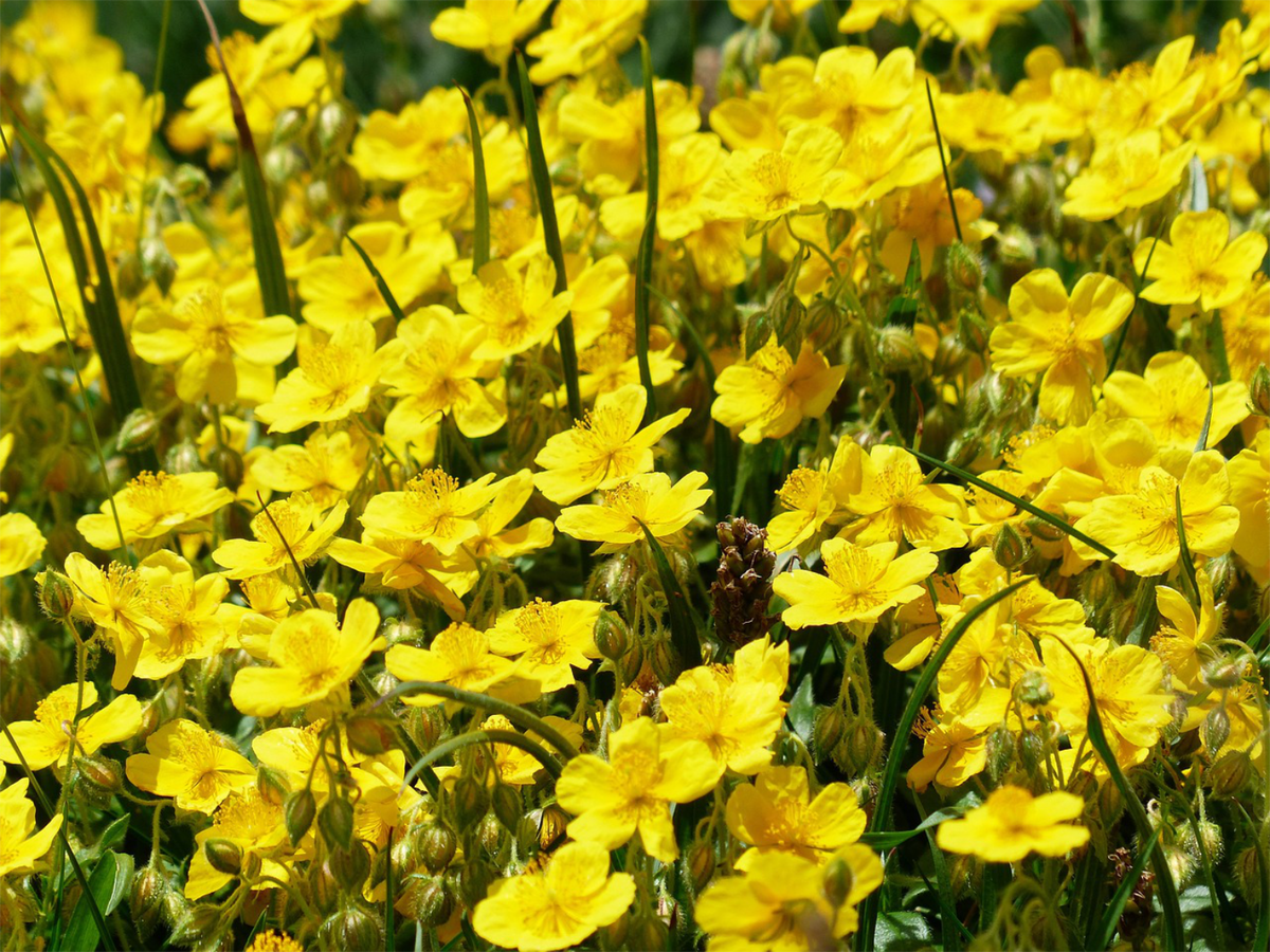 Sonnenröschen als Bodendecker