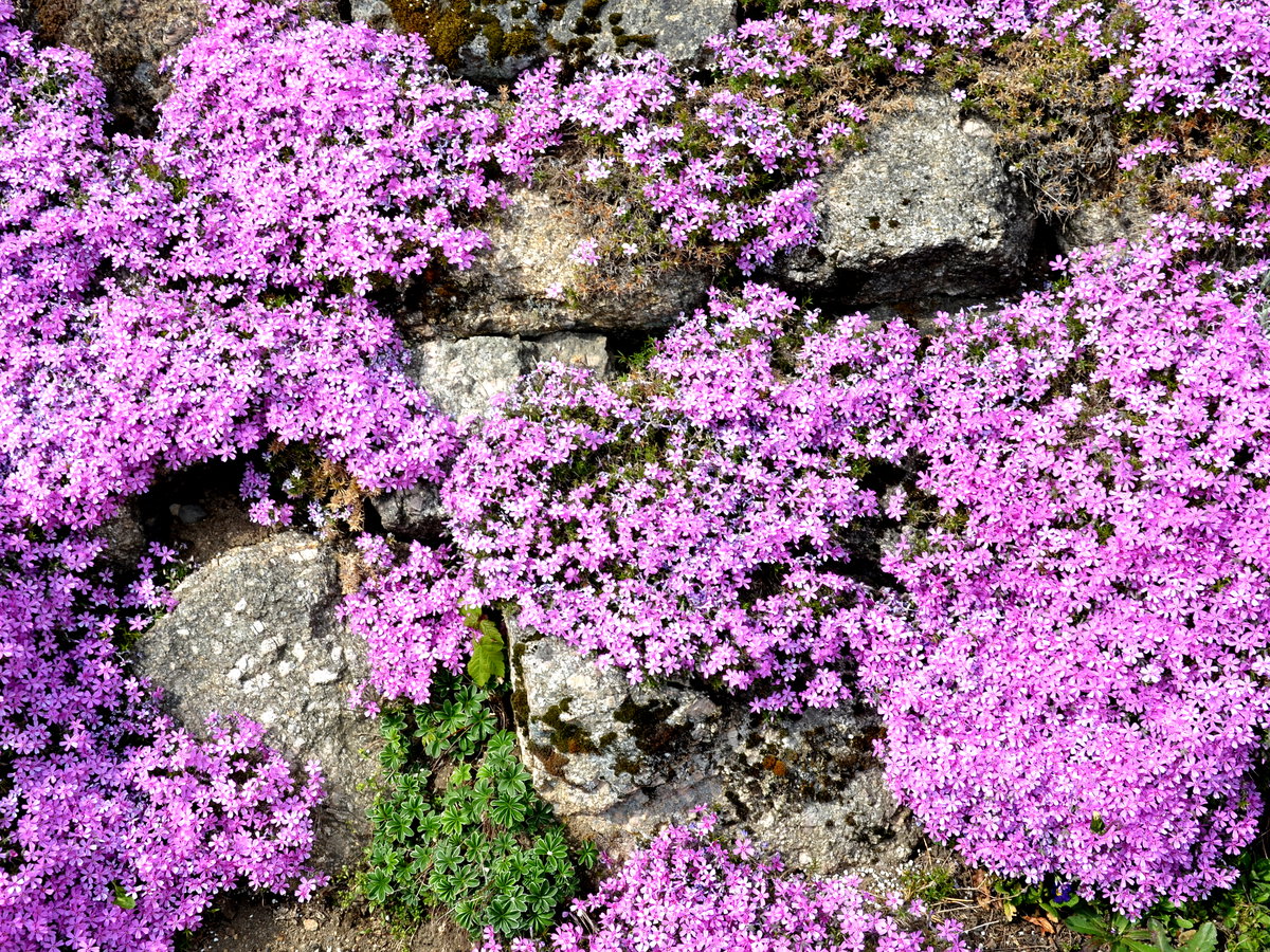 Teppichphlox als Bodendecker