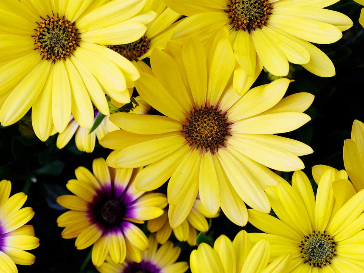 Mittagsblume als Bodendecker