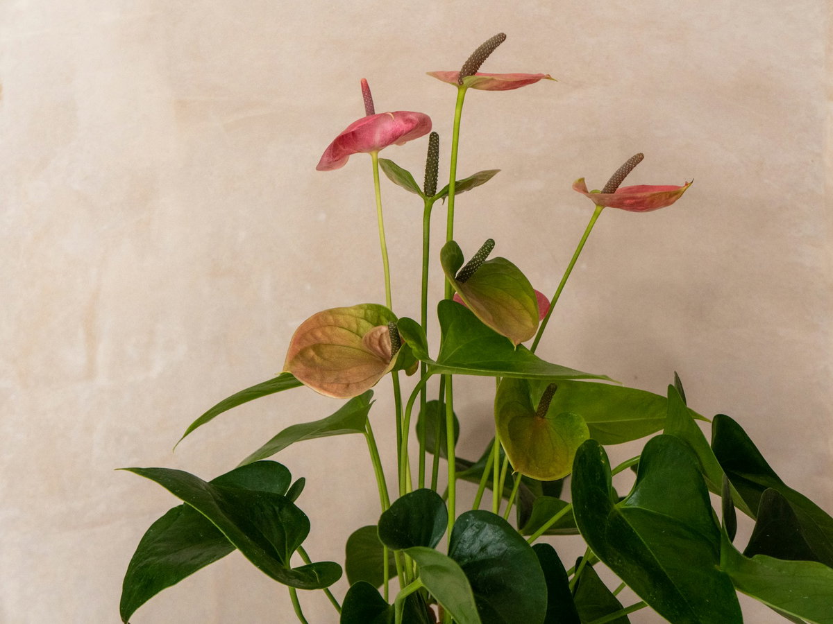 Flamingoblume