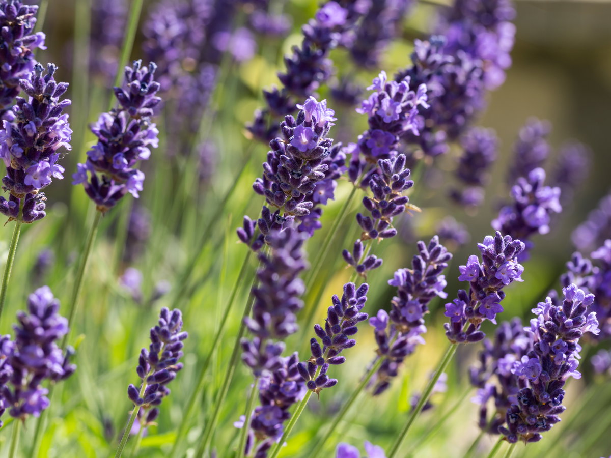Lavendel
