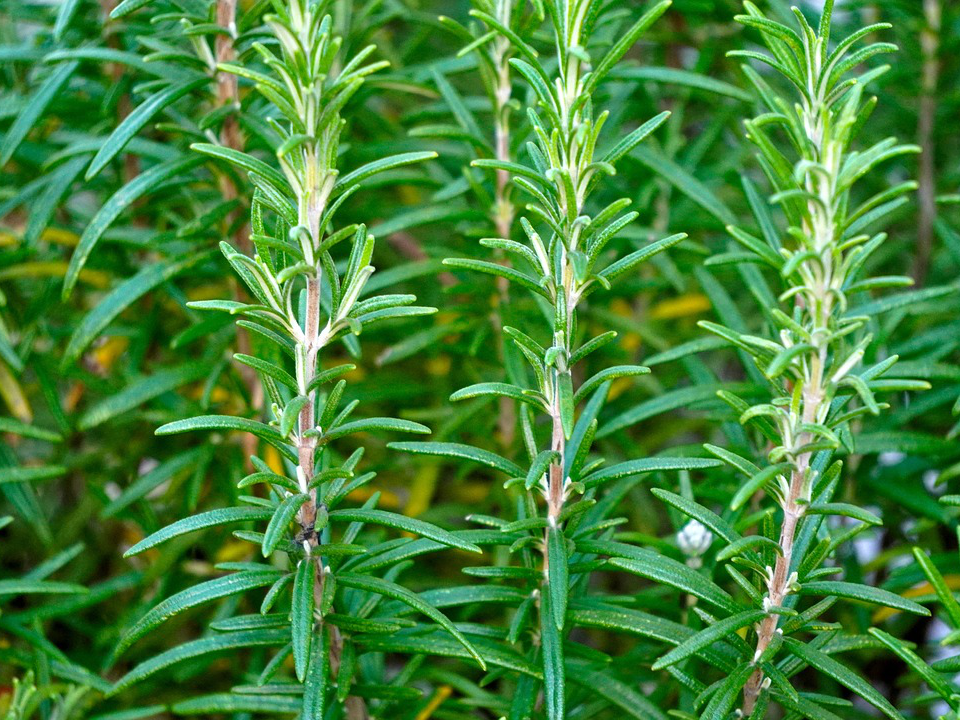 Pflanzen gegen Schnecken - Rosmarin
