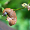 Mit diesen Pflanzen gegen Schnecken vertreiben Sie die Tiere sofort aus Ihrem Garten