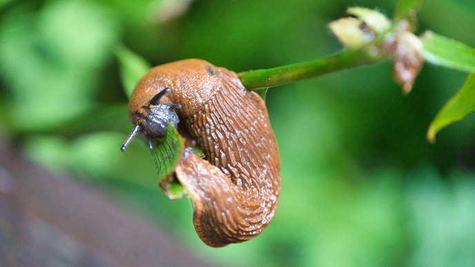 Mit diesen Pflanzen gegen Schnecken vertreiben Sie die Tiere sofort aus Ihrem Garten