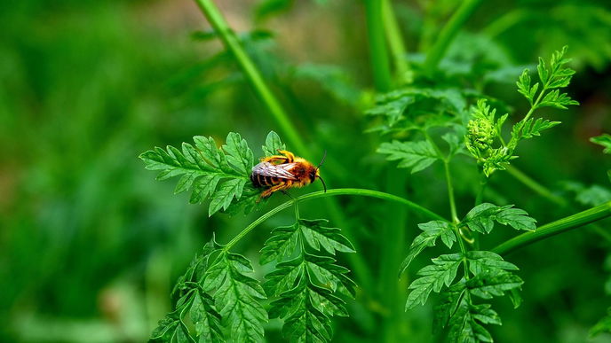 Bienenfreundliche Kräuter, mit denen Ihr Balkon zu einer nachhaltigen Oase wird