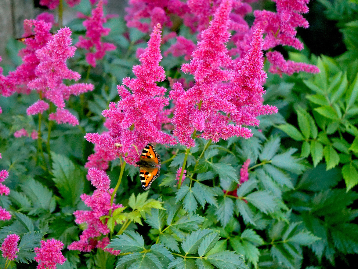 Astilbe für ein bienenfreundliches Hochbeet