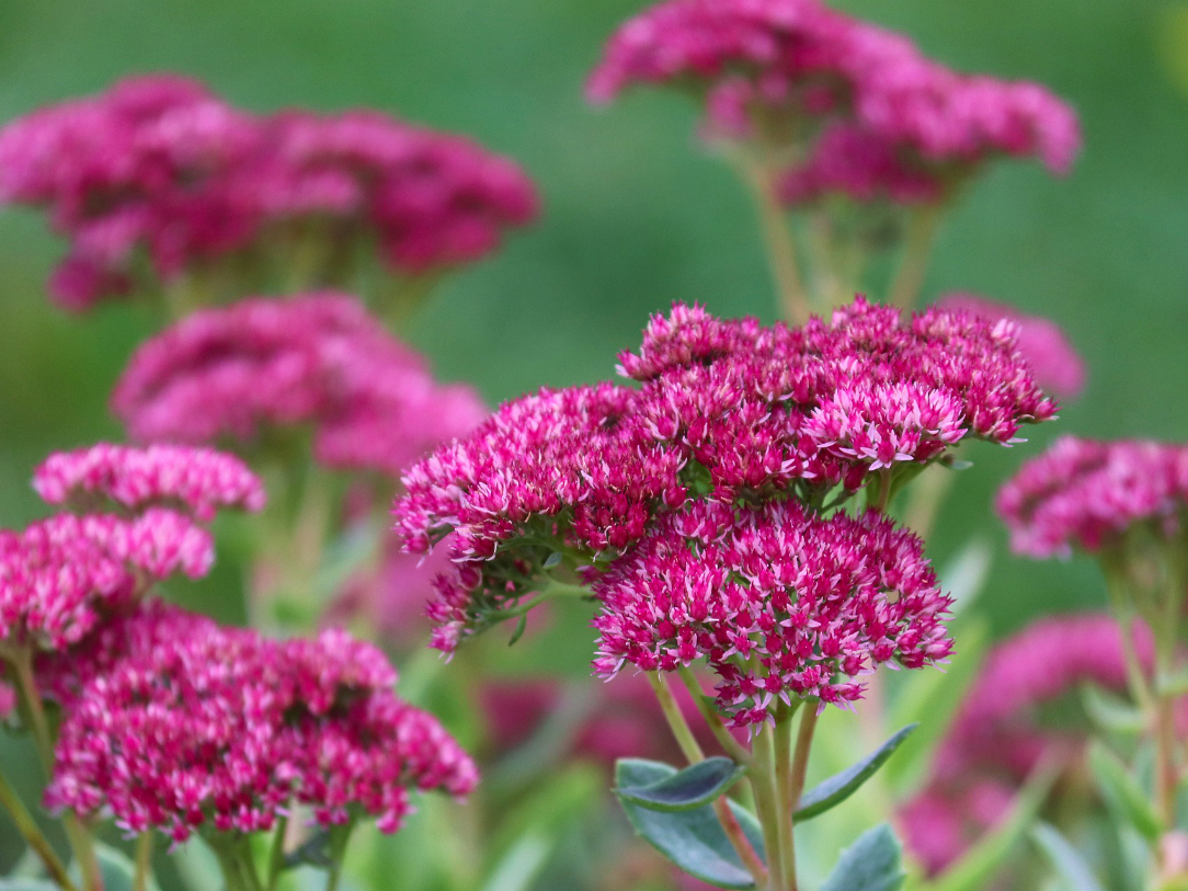 Fetthenne für ein bienenfreundliches Hochbeet