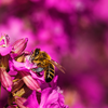 Diese bienenfreundlichen Pflanzen dürfen in keinem Hochbeet fehlen