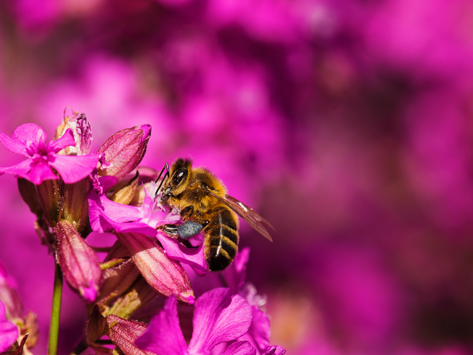Biene sammelt Nektar im bienenfreundlichen Hochbeet