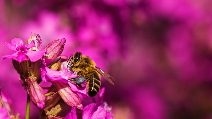 Diese bienenfreundlichen Pflanzen dürfen in keinem Hochbeet fehlen