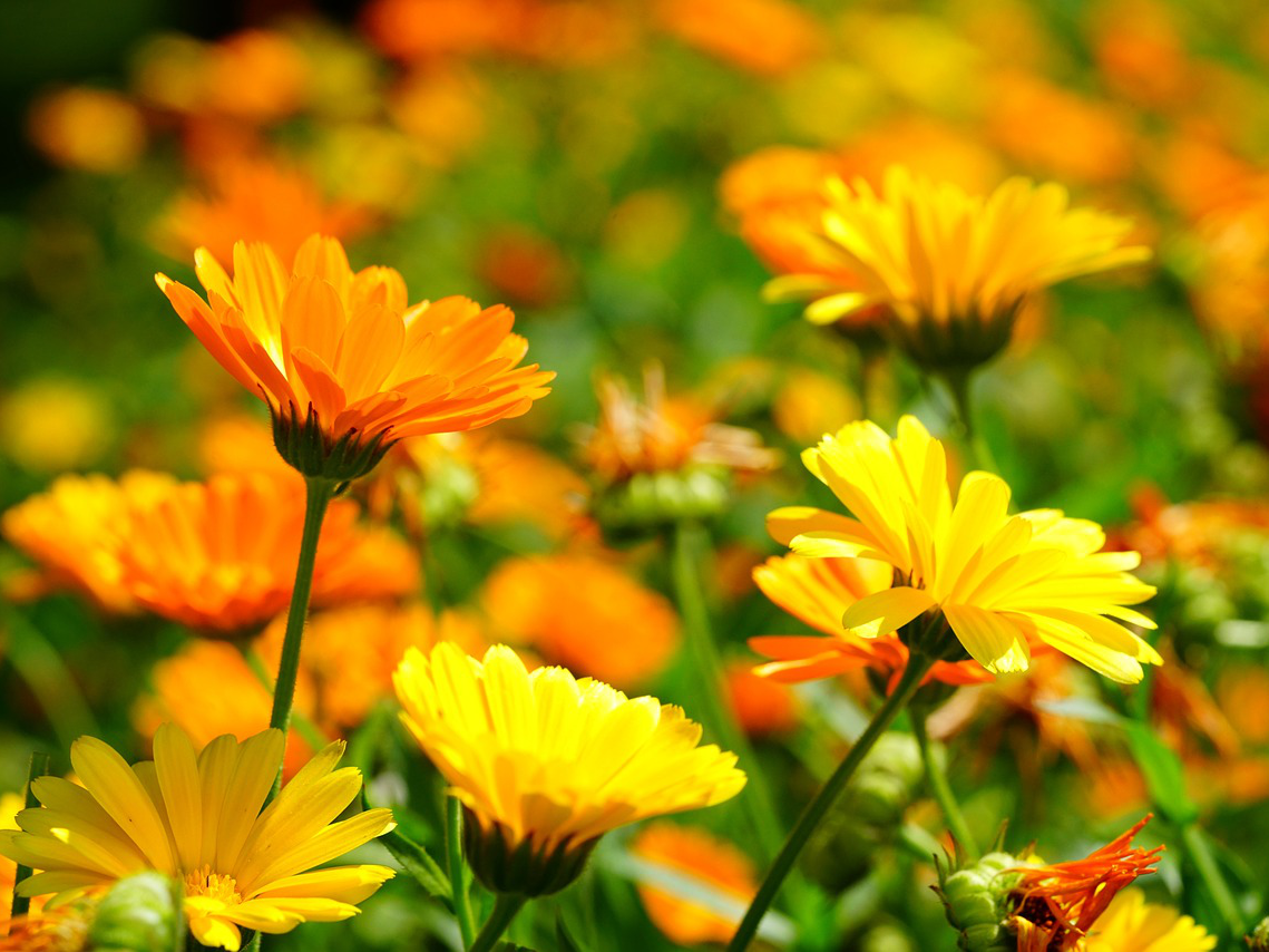 Ringelblume gegen Blattläuse