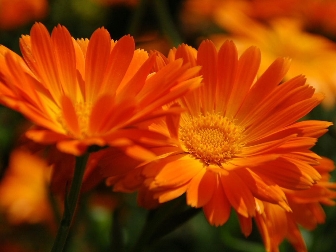 Gerbera für einen sonnigen Standort