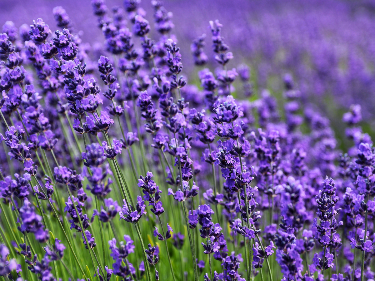 Lavendel für einen sonnigen Standort