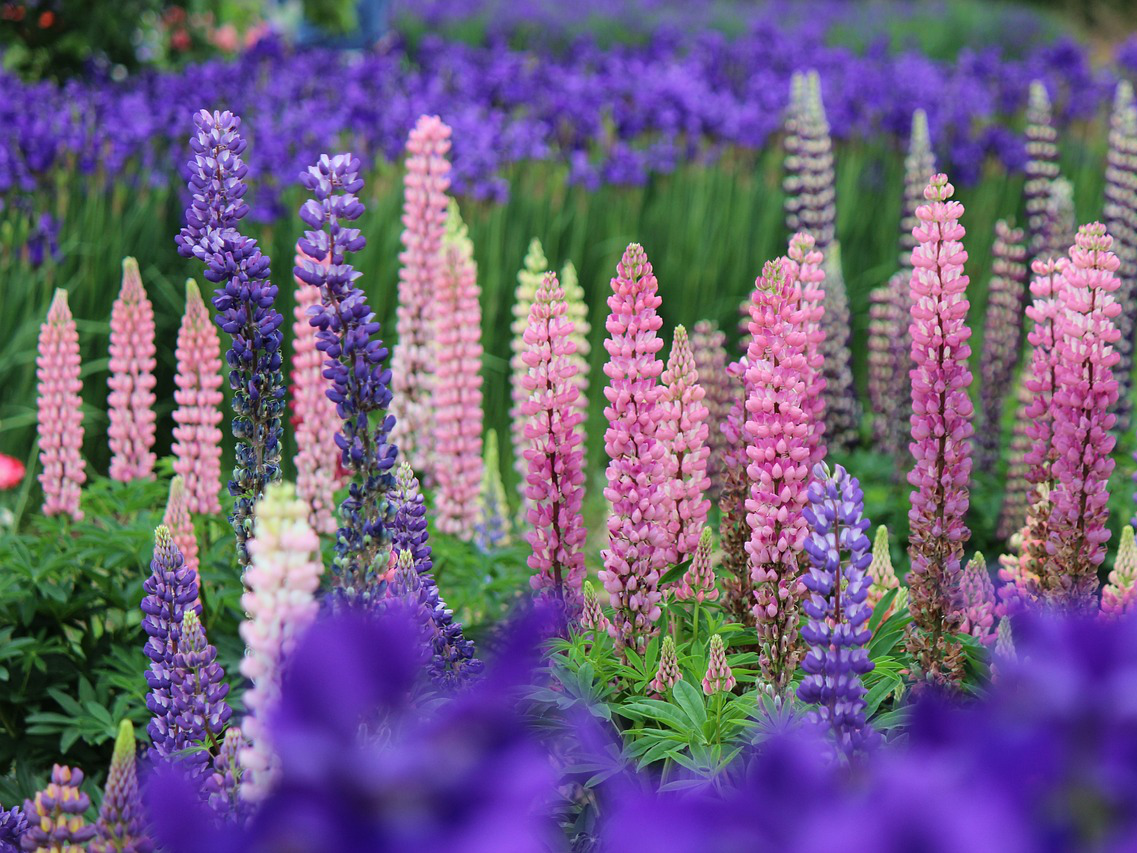 Lupinen für einen sonnigen Standort